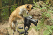 Fox cub takes picture of herself and photographer using his camera, New Forest Wildlife Park, Ashurst, Hampshire, Britain - 21 Aug 2010
