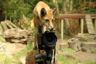 Fox cub takes picture of herself and photographer using his camera, New Forest Wildlife Park, Ashurst, Hampshire, Britain - 21 Aug 2010
