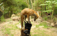 Fox cub takes picture of herself and photographer using his camera, New Forest Wildlife Park, Ashurst, Hampshire, Britain - 21 Aug 2010