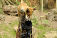 Fox cub takes picture of herself and photographer using his camera, New Forest Wildlife Park, Ashurst, Hampshire, Britain - 21 Aug 2010