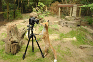 Fox cub takes picture of herself and photographer using his camera, New Forest Wildlife Park, Ashurst, Hampshire, Britain - 21 Aug 2010