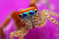 Extreme close-ups of tiny 6mm jumping spiders, Britain - 20 Aug 2010