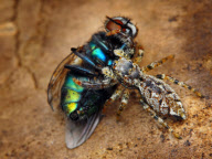 Extreme close-ups of tiny 6mm jumping spiders, Britain - 20 Aug 2010