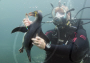 Window cleaner mobbed by penguin friend as he attempts to clean inside of underwater aquarium at Living Coasts, Torquay, Devon, Britain - 28 Aug 2010