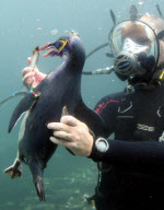 Window cleaner mobbed by penguin friend as he attempts to clean inside of underwater aquarium at Living Coasts, Torquay, Devon, Britain - 28 Aug 2010