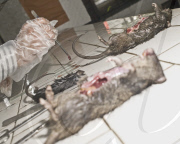 Ratmen of Mumbai, BMC Parel Ward, Mumbai, India - 19 Aug 2010