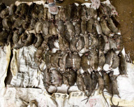 Ratmen of Mumbai, BMC Parel Ward, Mumbai, India - 19 Aug 2010