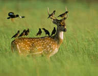 Deer Used as a Perch in Corbett National Park, Uttaranchal, India - 24 Aug 2010