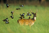 Deer Used as a Perch in Corbett National Park, Uttaranchal, India - 24 Aug 2010