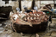 Mumbai's shocking meat market - Crawford Market (or Phule Market)