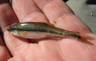 Man becomes first person in world to catch 1,000 different species of fish,  San Ramon, California, America - 02 Sep 2010