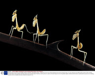 Amazing close-up pictures show deadly beauty of mantises, Costa Brava, Spain - 07 Sep 2010