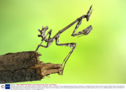 Amazing close-up pictures show deadly beauty of mantises, Costa Brava, Spain - 07 Sep 2010