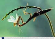Amazing close-up pictures show deadly beauty of mantises, Costa Brava, Spain - 07 Sep 2010