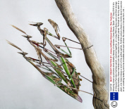 Amazing close-up pictures show deadly beauty of mantises, Costa Brava, Spain - 07 Sep 2010