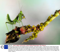 Amazing close-up pictures show deadly beauty of mantises, Costa Brava, Spain - 07 Sep 2010