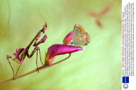 Amazing close-up pictures show deadly beauty of mantises, Costa Brava, Spain - 07 Sep 2010