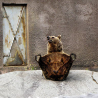 Brown Bear Santra performs a yoga routine, Ahtari Zoo, Finland - 13 Sep 2010
