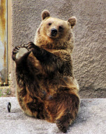 Brown Bear Santra performs a yoga routine, Ahtari Zoo, Finland - 13 Sep 2010
