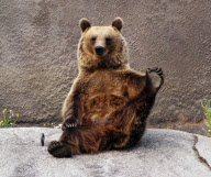 Brown Bear Santra performs a yoga routine, Ahtari Zoo, Finland - 13 Sep 2010