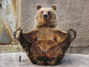 Brown Bear Santra performs a yoga routine, Ahtari Zoo, Finland - 13 Sep 2010