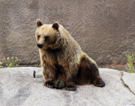 Brown Bear Santra performs a yoga routine, Ahtari Zoo, Finland - 13 Sep 2010