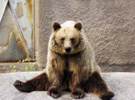 Brown Bear Santra performs a yoga routine, Ahtari Zoo, Finland - 13 Sep 2010