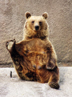 Brown Bear Santra performs a yoga routine, Ahtari Zoo, Finland - 13 Sep 2010