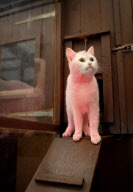 Pink Cat handed in to the RSPCA, Swindon, Britain - 24 Sep 2010