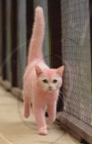 Pink Cat handed in to the RSPCA, Swindon, Britain - 24 Sep 2010
