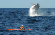 An adult humpback whale (Megaptera novaeangliae) breaching off the coast of Sydney, Australia - 28 Sep 2010