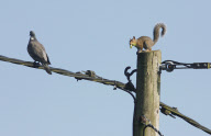 Crafty squirrels use telephone wires to safely get to favourite hazelnut bush, Griggs Green, Hampshire, Britain - 23 Sep 2010