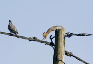 Crafty squirrels use telephone wires to safely get to favourite hazelnut bush, Griggs Green, Hampshire, Britain - 23 Sep 2010
