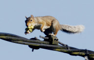 Crafty squirrels use telephone wires to safely get to favourite hazelnut bush, Griggs Green, Hampshire, Britain - 23 Sep 2010