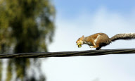 Crafty squirrels use telephone wires to safely get to favourite hazelnut bush, Griggs Green, Hampshire, Britain - 23 Sep 2010