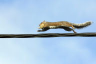 Crafty squirrels use telephone wires to safely get to favourite hazelnut bush, Griggs Green, Hampshire, Britain - 23 Sep 2010