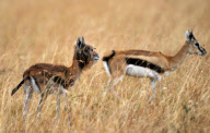 Strange hairy Thomson's gazelle spotted, Masai Mara, Kenya, Africa - 01 Oct 2010