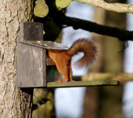 Squirrel rolls an apple along a tree branch, Northumberland, Britain - 03 Oct 2010