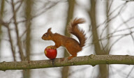 Squirrel rolls an apple along a tree branch, Northumberland, Britain - 03 Oct 2010