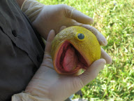 Pakka Rotundus character based on if Pac Man was real, Florida, America - 01 Oct 2010