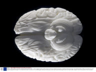 A lifesize marble sculpture of the brain of Einstein by Michael Blow, Britain  - 2007