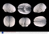 A lifesize marble sculpture of the brain of Einstein by Michael Blow, Britain  - 2007