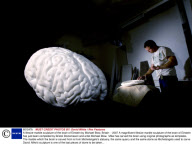 A lifesize marble sculpture of the brain of Einstein by Michael Blow, Britain  - 2007