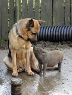 Coco the piglet, who thinks she is a dog, Fair Oak, Hampshire, Britain - 06 Oct 2010