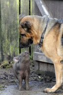 Coco the piglet, who thinks she is a dog, Fair Oak, Hampshire, Britain - 06 Oct 2010