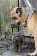 Coco the piglet, who thinks she is a dog, Fair Oak, Hampshire, Britain - 06 Oct 2010