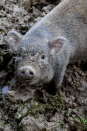 Coco the piglet, who thinks she is a dog, Fair Oak, Hampshire, Britain - 06 Oct 2010