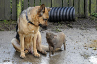 Coco the piglet, who thinks she is a dog, Fair Oak, Hampshire, Britain - 06 Oct 2010