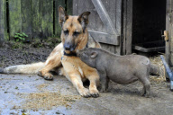 Coco the piglet, who thinks she is a dog, Fair Oak, Hampshire, Britain - 06 Oct 2010