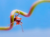 The brightly coloured macro insect pictures of Leon Baas, Geldermalsen, Netherlands - 25 Sep 2010